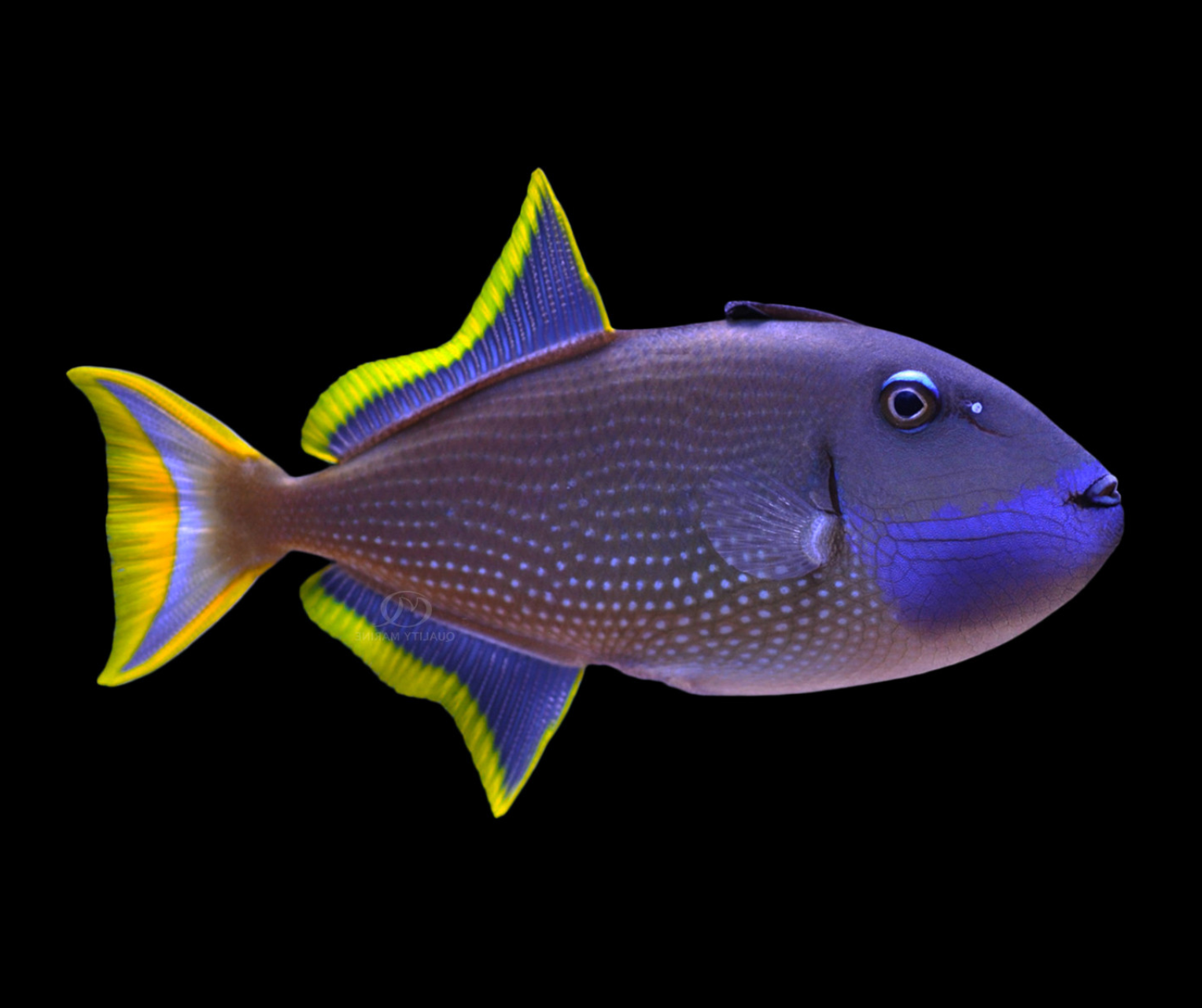 Image of Blue Throat Trigger